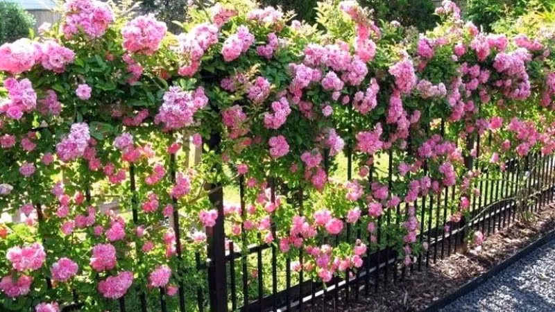 Người xưa còn cho rằng, trồng một cây tường vi trong sân nhà sẽ cải thiện phong thủy, giúp gia đình có “vận tài luôn chảy", đón năng lượng tím đến từ phương Đông, mang theo quý nhân, giúp sự nghiệp thuận lợi, cuộc sống suôn sẻ, may mắn.