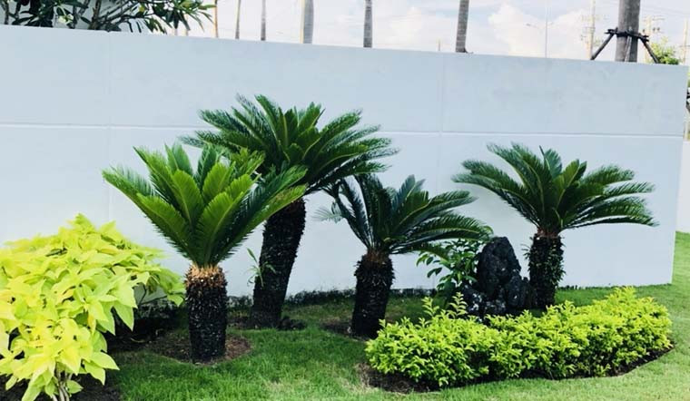 Cây cảnh này tượng trưng cho sự giàu sang, may mắn, có thể mang lại sự giàu có, hạnh phúc, vượt qua khó khăn. Ngoài ra, nó còn có nghĩa là tuổi thọ và sức khỏe, bởi vì nó có tuổi thọ rất cao.