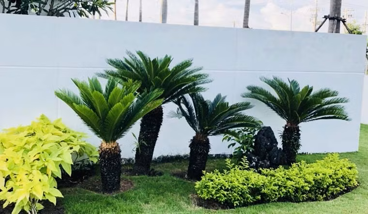 Cây cảnh này tượng trưng cho sự giàu sang, may mắn, có thể mang lại sự giàu có, hạnh phúc, vượt qua khó khăn. Ngoài ra, nó còn có nghĩa là tuổi thọ và sức khỏe, bởi vì nó có tuổi thọ rất cao.