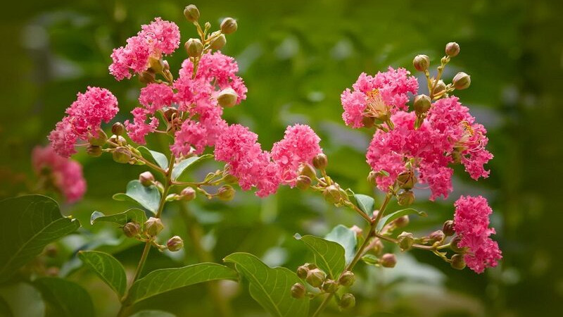  Cây cảnh này tượng trưng cho giàu có và tài lộc, trồng trong nhà mang lại sự thịnh vượng cho ngôi nhà. Tường vi là cây phong thủy được người xưa đặc biệt coi trọng. Người xưa có câu: "Trồng tường vi trước cửa, gia đình giàu sang, thịnh vượng". Nó tượng trưng cho sự cao quý và giàu sang.