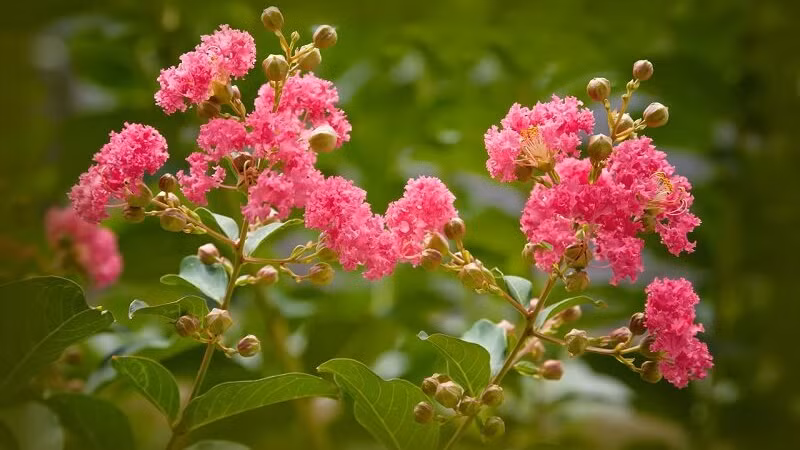  Cây cảnh này tượng trưng cho giàu có và tài lộc, trồng trong nhà mang lại sự thịnh vượng cho ngôi nhà. Tường vi là cây phong thủy được người xưa đặc biệt coi trọng. Người xưa có câu: "Trồng tường vi trước cửa, gia đình giàu sang, thịnh vượng". Nó tượng trưng cho sự cao quý và giàu sang.