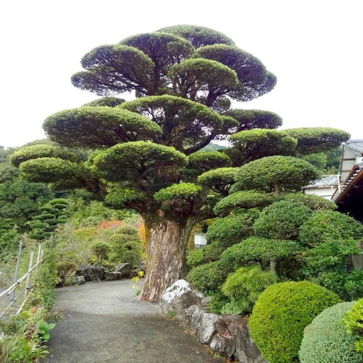  Cây cảnh này trồn trong phòng khách có thể trồng trong những chậu hoa bằng đất sét đẹp đẽ và có thể hút nước tốt. Những cây tùng La Hán lâu năm, dáng bonsai cổ điển sẽ càng trang nhã và khí chất hơn.