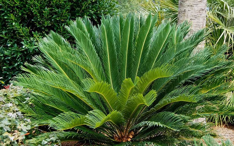  Người ta nói: "Nghìn năm vạn tuế nở hoa" nhấn mạnh về sự hiếm có và tốt lành của cây cảnh này. Trồng chúng trong nhà làm cây trấn trạch, bảo vệ tổ ấm và thu hút tiền tỉ.