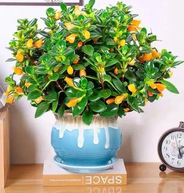  4. Cây cảnh cá vàng: Nhà đầy vàng ngọc, phú quý, may mắn, năm nào cũng dồi dào, dư dả. Hoa của cá vàng trông giống như cá vàng, lá xanh bóng, hoa vàng và đáng yêu. Nó cũng có ý nghĩa tốt lành là nhà đầy vàng ngọc, phú quý, may mắn, gia đình năm nào cũng dồi dào, dư dả. 