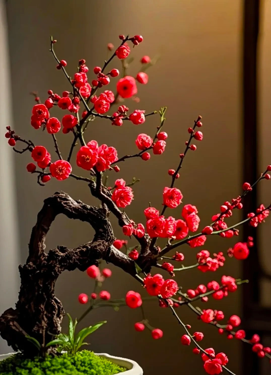  5. Cây cảnh: Mơ mai: Ngũ phúc vào nhà, mang theo may mắn và niềm vui. Mơ mai là là loài hoa được ưa chuộng nhất vào mùa đông vì khi nở có mùi thơm nhẹ khiến người ta cảm thấy đặc biệt dễ chịu. 