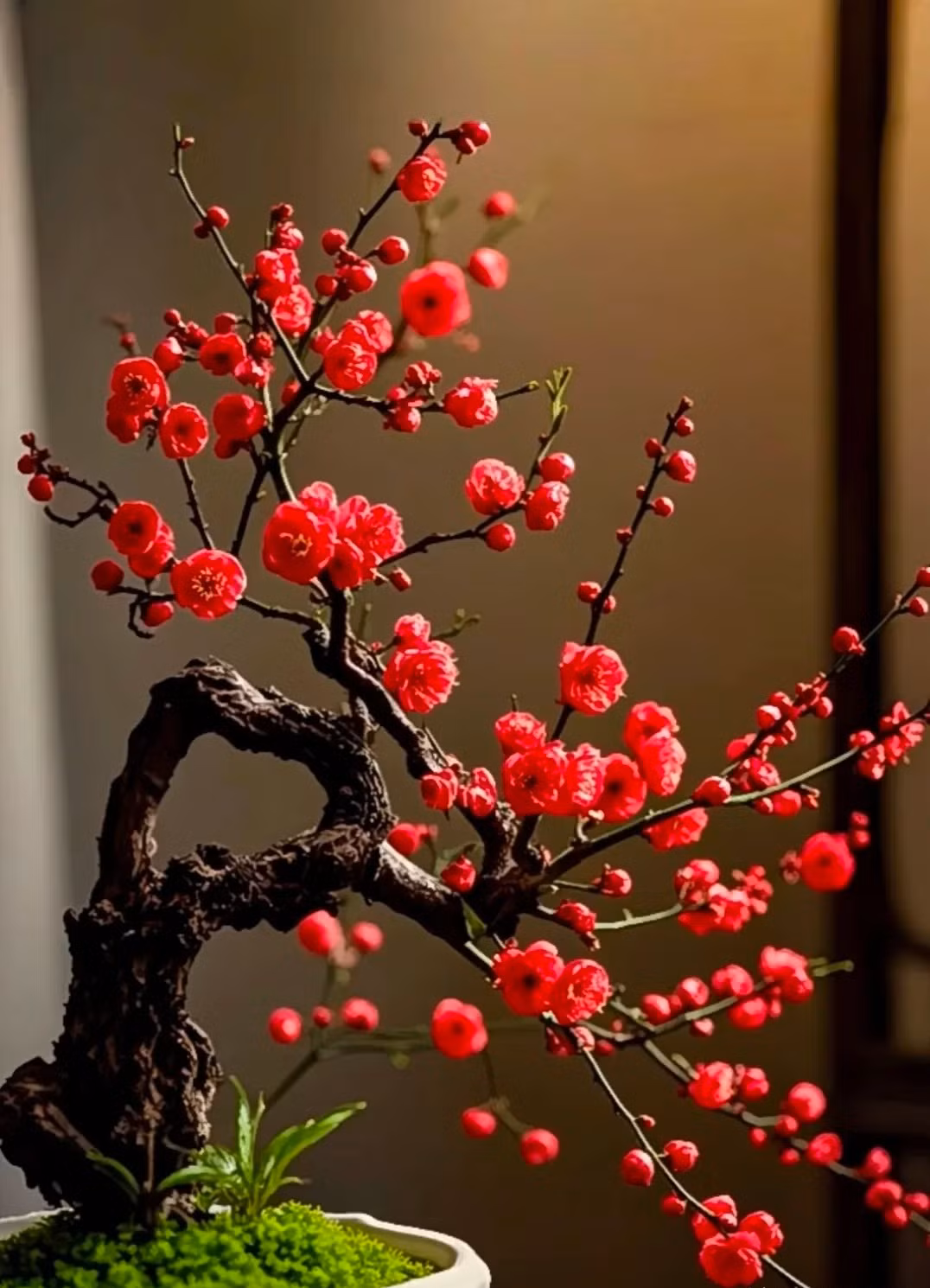  5. Cây cảnh: Mơ mai: Ngũ phúc vào nhà, mang theo may mắn và niềm vui. Mơ mai là là loài hoa được ưa chuộng nhất vào mùa đông vì khi nở có mùi thơm nhẹ khiến người ta cảm thấy đặc biệt dễ chịu. 