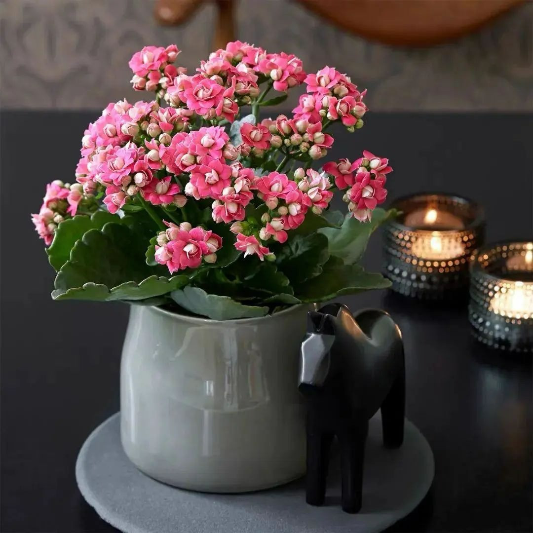  3. Cây cảnh trường thọ: Trường thọ, thu hút may mắn. Thời kỳ nở hoa của hoa trường thọ (hoa sống đời) là vào dịp đầu năm mới và lễ hội mùa xuân. Hoa nở một lần có thể kéo dài khoảng một tháng. 