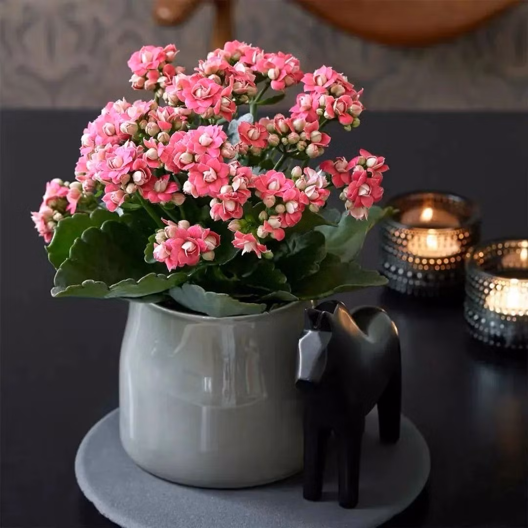  3. Cây cảnh trường thọ: Trường thọ, thu hút may mắn. Thời kỳ nở hoa của hoa trường thọ (hoa sống đời) là vào dịp đầu năm mới và lễ hội mùa xuân. Hoa nở một lần có thể kéo dài khoảng một tháng. 