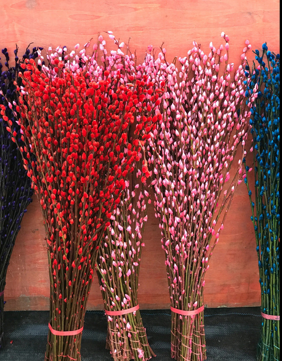  Ngoài màu bạc, chúng ta có thể thấy loài có hoa màu hồng nhạt. Còn những cành tầm xuân mà chúng ta thấy có màu sắc lộng lẫy xanh, đỏ, tím, vàng... bán ở chợ hoa là do nhuộm màu thuốc. Khi ngâm cành vào phẩm nhuộm, cành sẽ đưa nước màu lên và nhuộm các bông hoa thành màu như ý muốn của bạn.