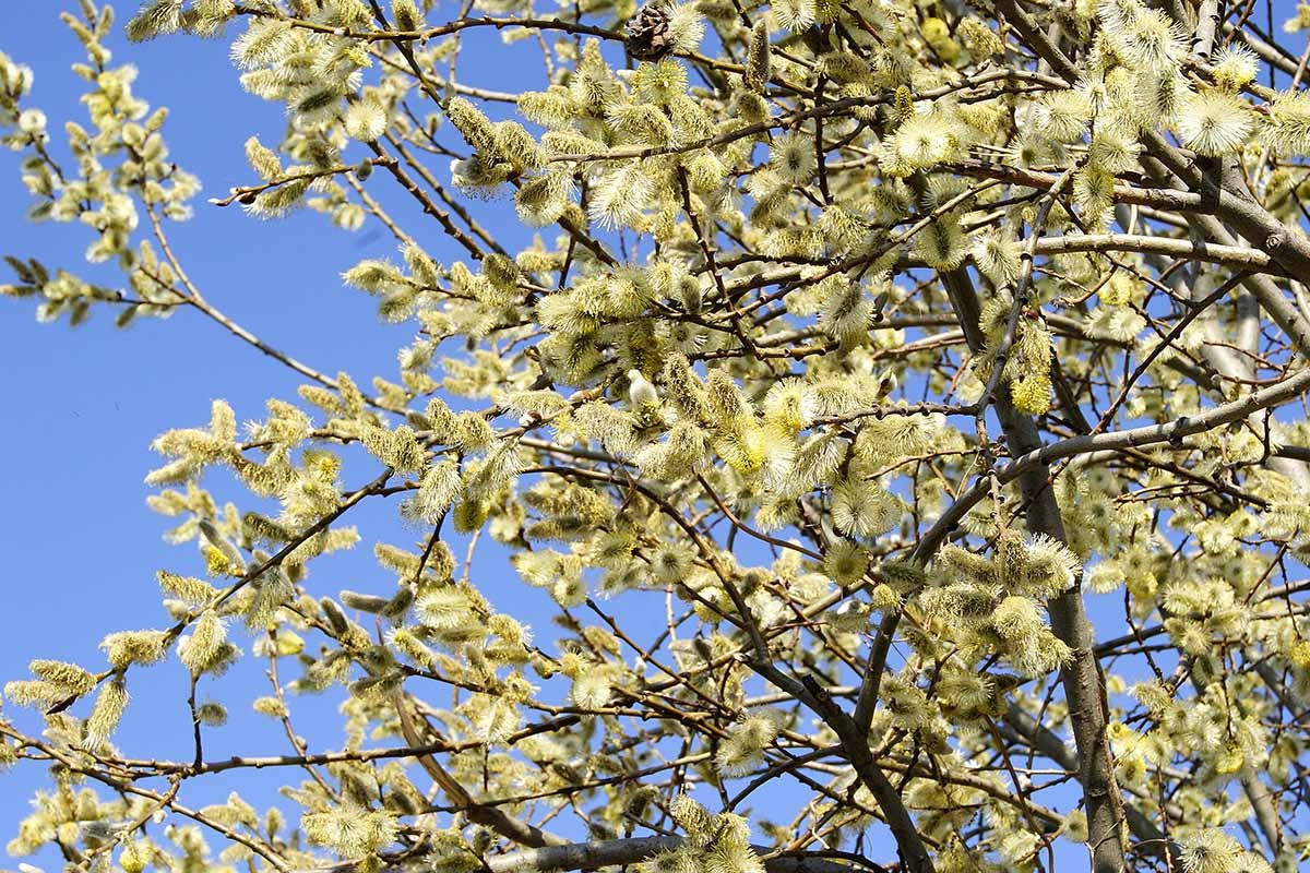 Cây liễu bạc là cây gì? Mọi người gọi loài hoa này là tầm xuân nhưng thực ra chúng có tên là liễu bạc, theo màu sắc "bạc" đặc trưng của chúng. Cây cảnh này có tên khoa học là Salix spp, tên tiếng Anh là Pussy willow (cây liễu), glaucous willow (liễu xanh), thuộc gia đình Salicaceae. 