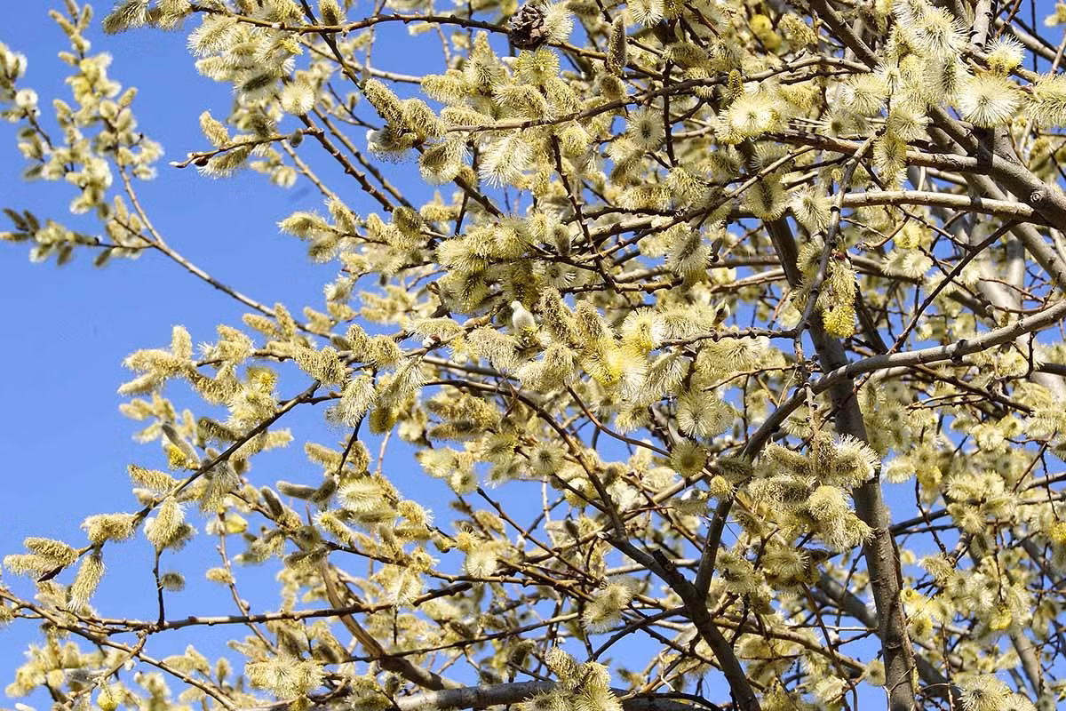 Cây liễu bạc là cây gì? Mọi người gọi loài hoa này là tầm xuân nhưng thực ra chúng có tên là liễu bạc, theo màu sắc "bạc" đặc trưng của chúng. Cây cảnh này có tên khoa học là Salix spp, tên tiếng Anh là Pussy willow (cây liễu), glaucous willow (liễu xanh), thuộc gia đình Salicaceae. 