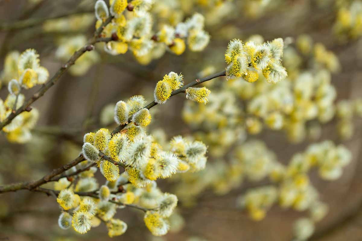  Chúng là dạng cây bụi cao từ 2-8m. 1,5-4,5m. Đặc trưng của chúng là có hoa đuôi sóc có lông xuất hiện vào đầu mùa xuân. Những nụ hoa phủ lớp lông tơ bạc lấp lánh dưới ánh mặt trời nên được gọi là "liễu bạc" và khi chúng bung nở sẽ xòe bông như đuôi sóc nhỏ.