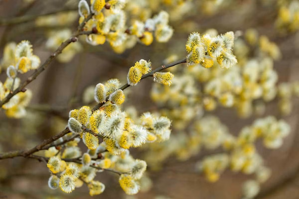  Chúng là dạng cây bụi cao từ 2-8m. 1,5-4,5m. Đặc trưng của chúng là có hoa đuôi sóc có lông xuất hiện vào đầu mùa xuân. Những nụ hoa phủ lớp lông tơ bạc lấp lánh dưới ánh mặt trời nên được gọi là "liễu bạc" và khi chúng bung nở sẽ xòe bông như đuôi sóc nhỏ.