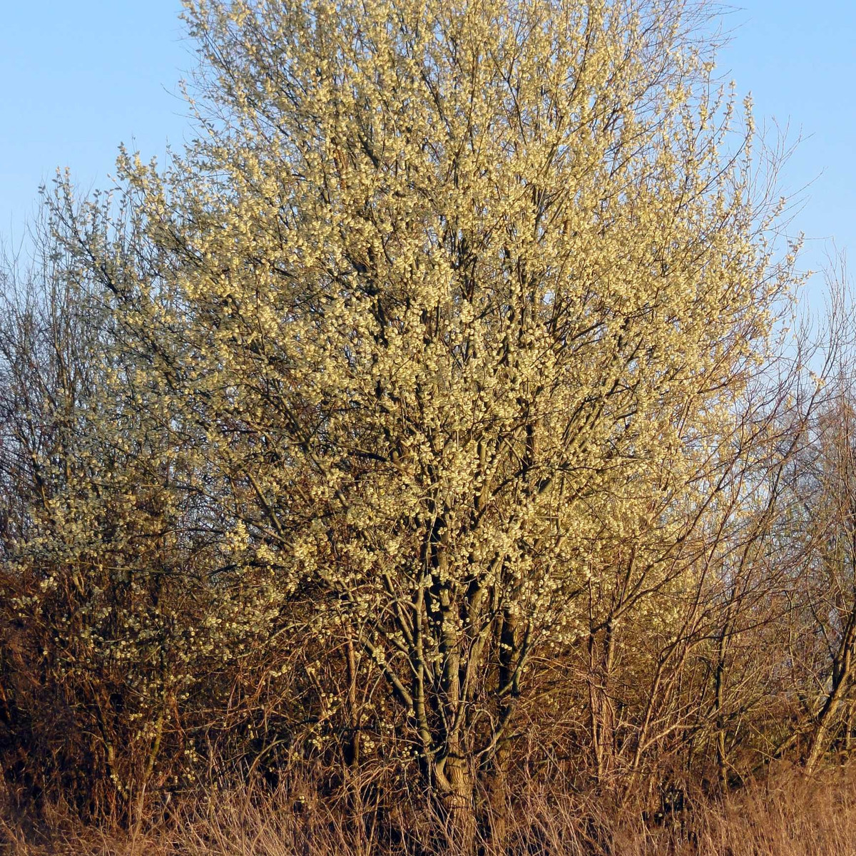 Người xưa dặn: "Phòng khách đặt cây thịnh vượng, vàng bạc theo về nhà". Do đó, bạn có thể trồng liễu bạc ở sân hoặc cắm một bình màu đỏ bày trong phòng khách, phòng ngủ hoặc phòng làm việc.