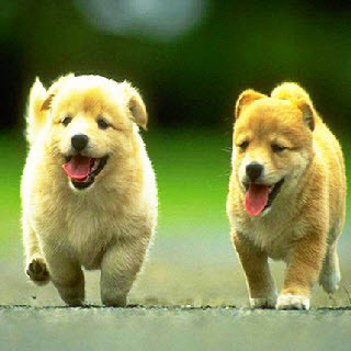 Ngược lại, trước nhà nếu bị vật cao, lớn áp chế, cản trở, tầm nhìn phía trước eo hẹp như cây to, cột điện, cao ốc… sẽ ảnh hưởng nghiêm trọng đến vận thế và cả sự nghiệp của chủ nhân.