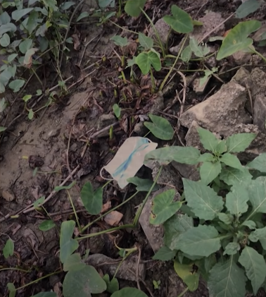 Kẻ gian đột nhập bằng cửa sau, dùng búa, dao hoặc vật nhọn đục thủng két sắt, lấy tài sản. Tiếp tục rà soát, cơ quan điều tra thu được 2 khẩu trang ở phía sau nhà. Tuy nhiên, do hôm đó trời mưa, khẩu trang bị ướt, lại bị chân giẫm lên nên dấu vết rất mờ nhạt, lẫn nhiều tạp chất không tìm ra dấu vết đối tượng.