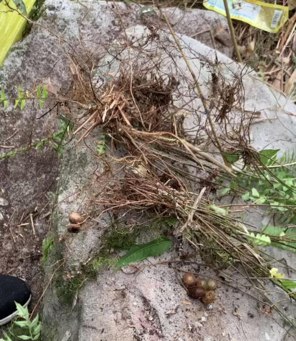 Hình ảnh nơi trú ẩn của người phụ nữ trong 7 ngày rơi xuống vực ở Yên Tử - Hình 7 Hinh anh noi tru an cua nguoi phu nu trong 7 ngay roi xuong vuc o Yen Tu-Hinh-7