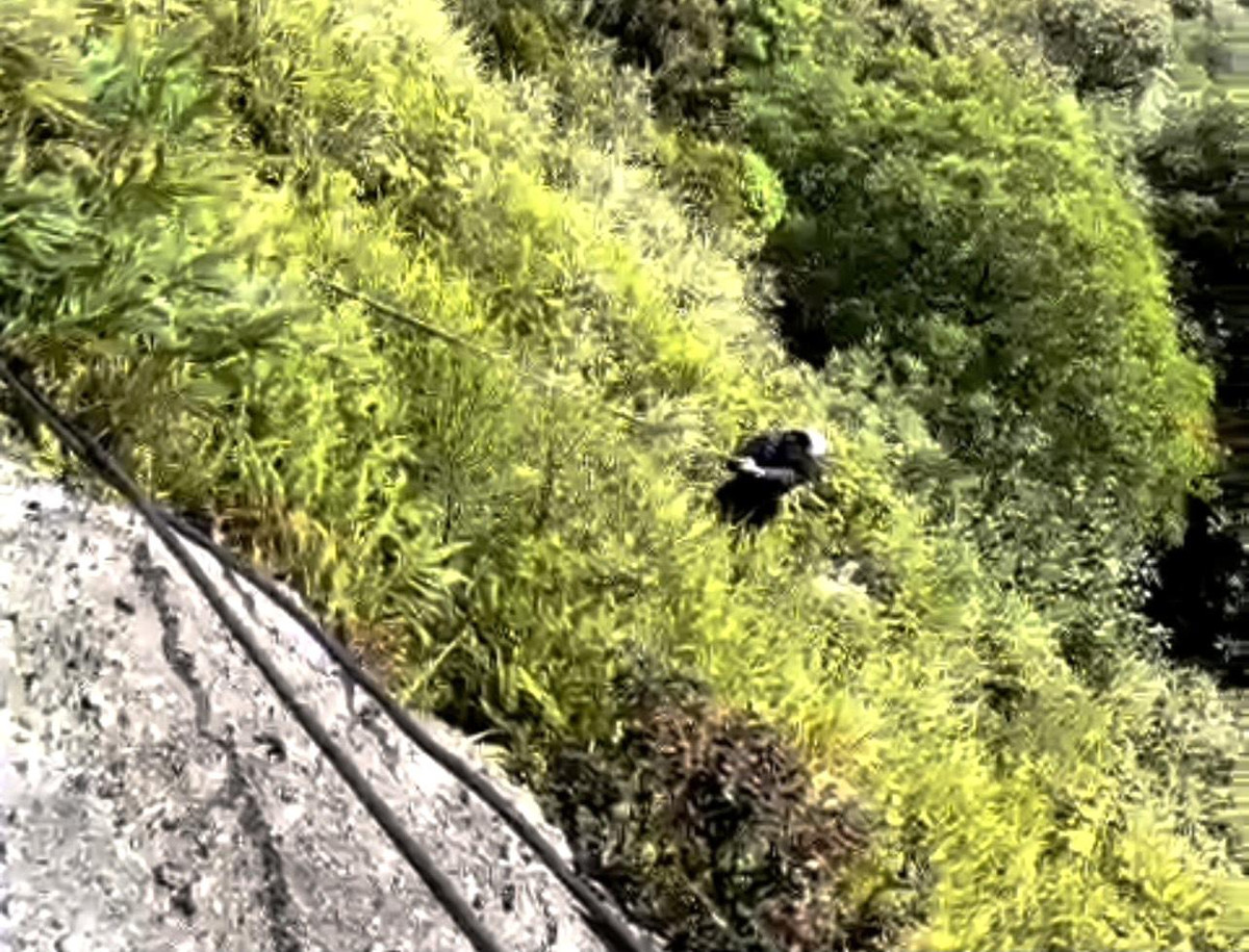 Hình ảnh nơi trú ẩn của người phụ nữ trong 7 ngày rơi xuống vực ở Yên Tử - Hình 4 Hinh anh noi tru an cua nguoi phu nu trong 7 ngay roi xuong vuc o Yen Tu-Hinh-4