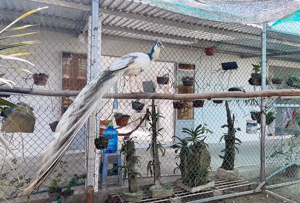 La cay thay tien, den cho nay mua do an khong lo ton kem-Hinh-2