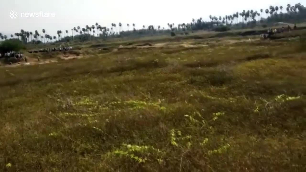 Clip: Báo hoa mai lao khỏi bụi cỏ vồ 4 người bị thương Clip: Bao hoa mai lao khoi bui co vo 4 nguoi bi thuong