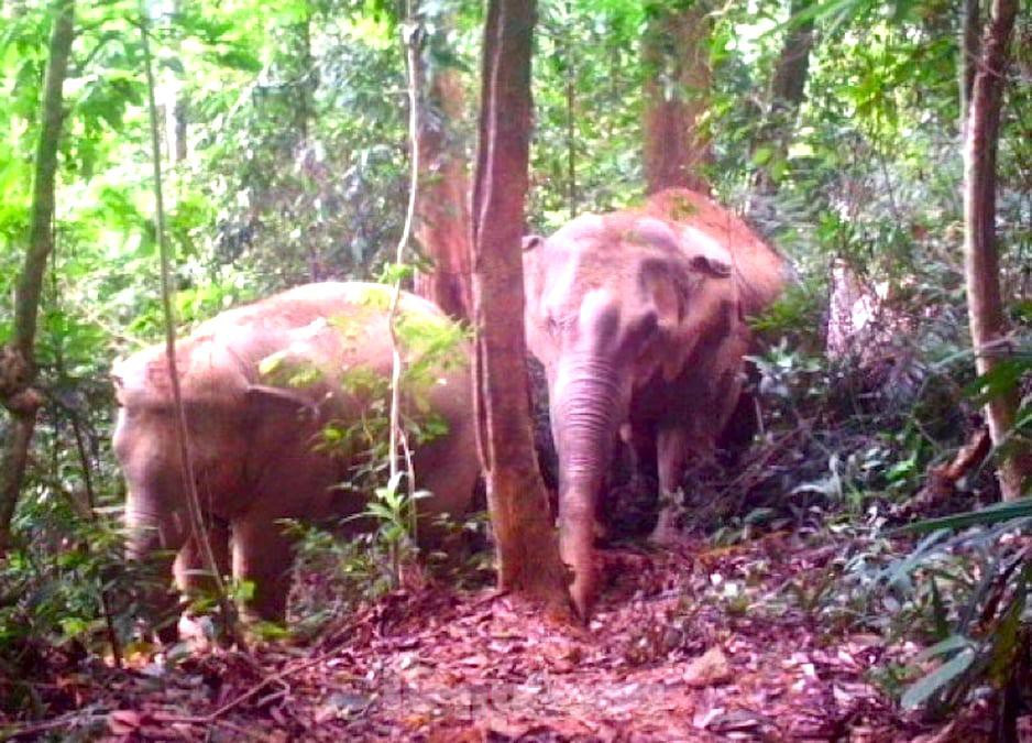 Hình ảnh voi được bẫy ảnh ghi lại trong VQG Pù Mát. "Chỉ với 26 máy bẫy ảnh đặt 72 lượt trong rừng nhưng đã ghi nhận được nhiều loài quý hiếm hơn, số loài phong phú hơn kết quả đặt máy ảnh trong 2 năm ở phía Nam của dải Trường Sơn với số lượng máy, nhân lực lớn hơn rất nhiều", ông Andrex Tilker - Chuyên gia về thú lớn thuộc mạng lưới bảo tồn thiên nhiên quốc tế đánh giá.