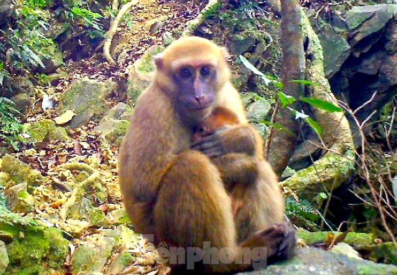 Bẫy ảnh chụp được khoảng khắc khỉ mặt đỏ đang ấp giữ ấm cho con nhỏ.