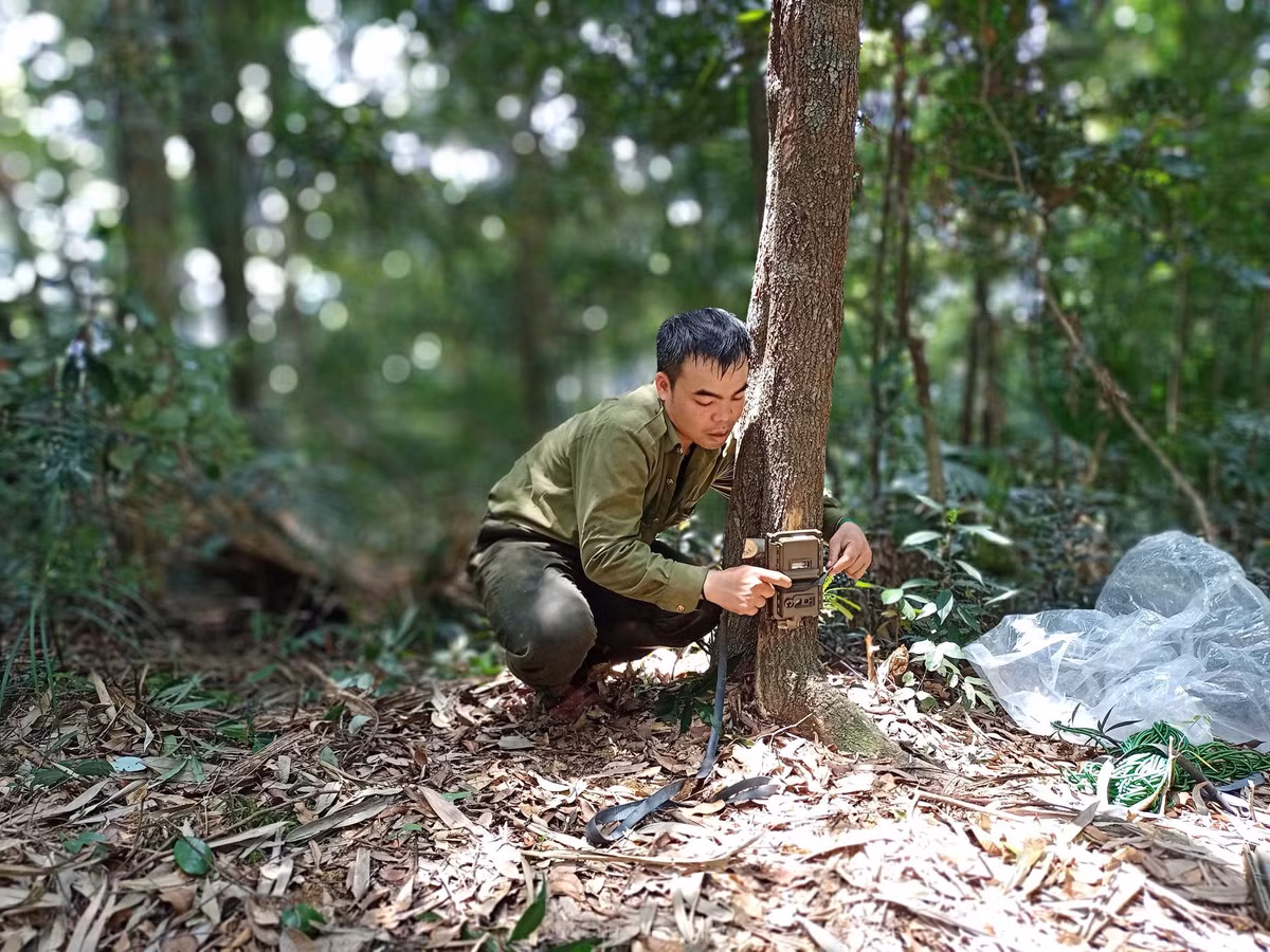 Anh Võ Công Tuấn Anh - Trưởng phòng Khoa học, Vườn Quốc gia Pù Mát cho biết, chương trình sử dụng phương pháp đặt máy bẫy ảnh theo hệ thống ô lưới. Bẫy ảnh được đặt theo dạng lưới gồm các cụm và các trạm trải rộng trên diện tích vùng lõi của vườn.