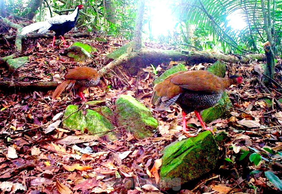 Đến nay, với tổng số 515 lượt bẫy ảnh được đặt tại 320 trạm và 80 cụm, kết quả đã ghi nhận được 82 loài của 33 họ thuộc các lớp thú, chim và lưỡng cư - bò sát. Trong đó có 48 loài động vật nguy cấp, quý hiếm, 26 loài được ghi trong Sách đỏ Việt Nam, có 21 loài được ghi trong Danh lục đỏ IUCN… Qua đó cho thấy, Pù Mát là điểm nóng bảo tồn các loài nguy cấp, quý hiếm ở cấp quốc gia và quốc tế.