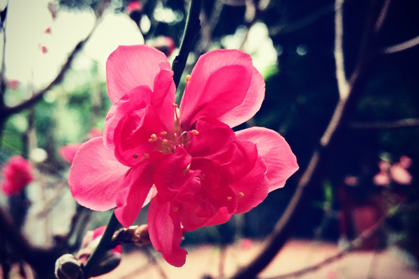 Tet dau tien o nha chong, toi thay vui den la