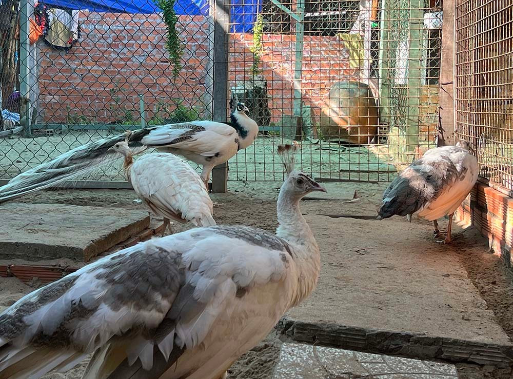 Nuoi loai chim quy long dai, anh nong dan dut tui tram trieu-Hinh-12