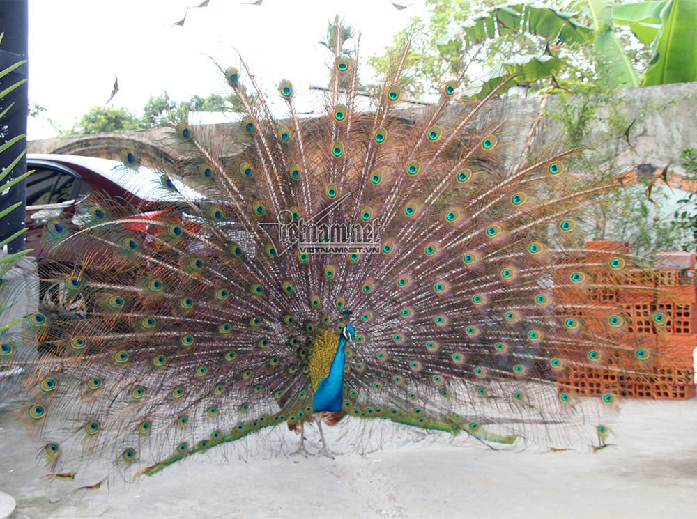 Nuoi loai chim quy long dai, anh nong dan dut tui tram trieu-Hinh-18