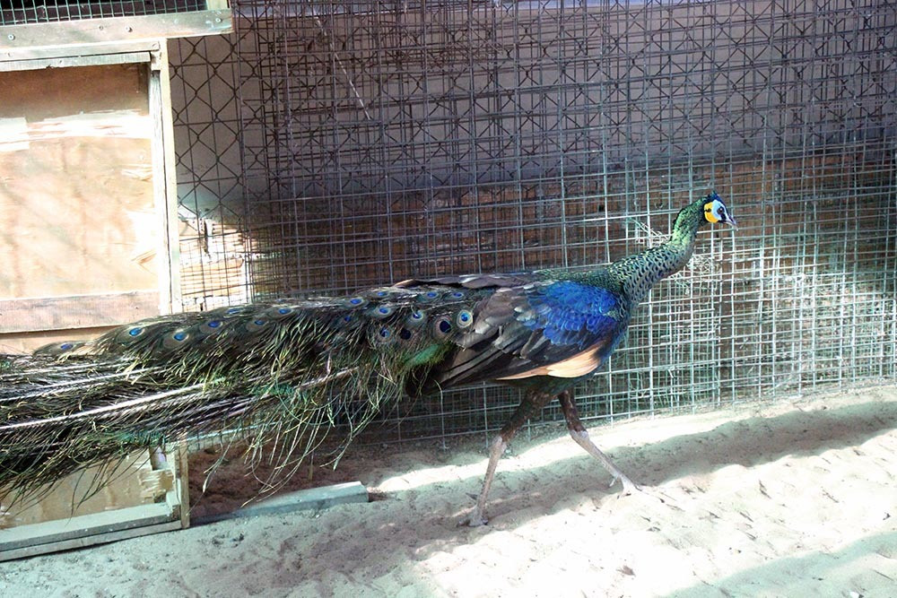 Nuoi loai chim quy long dai, anh nong dan dut tui tram trieu-Hinh-13