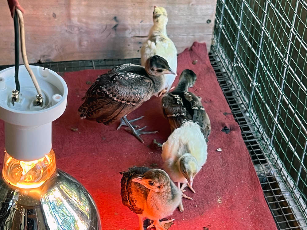 Nuoi loai chim quy long dai, anh nong dan dut tui tram trieu-Hinh-16