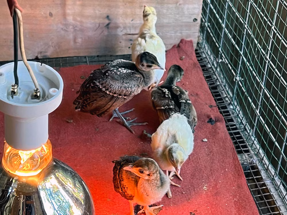 Nuoi loai chim quy long dai, anh nong dan dut tui tram trieu-Hinh-16