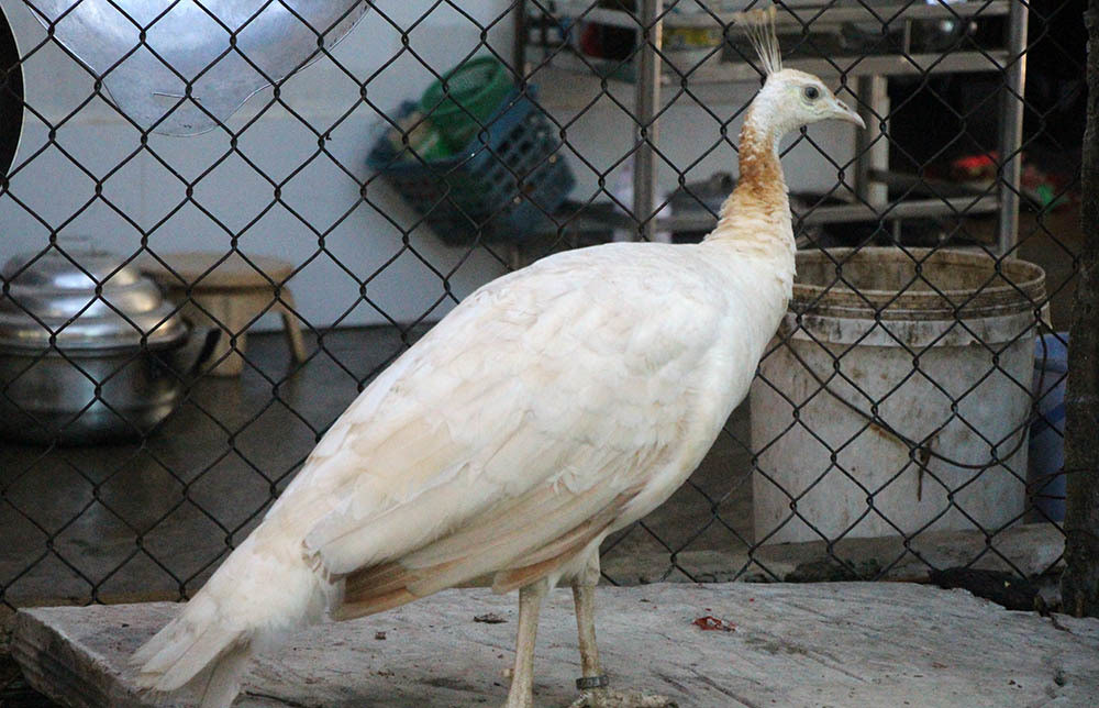 Nuoi loai chim quy long dai, anh nong dan dut tui tram trieu-Hinh-8