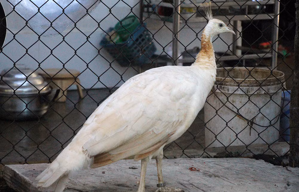 Nuoi loai chim quy long dai, anh nong dan dut tui tram trieu-Hinh-8