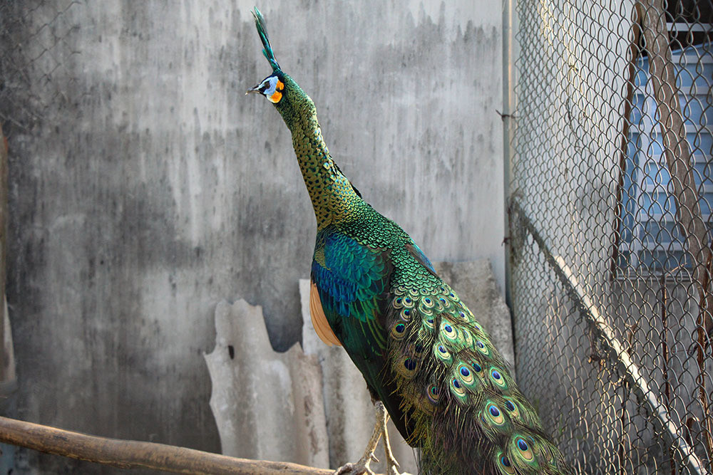 Nuoi loai chim quy long dai, anh nong dan dut tui tram trieu-Hinh-3