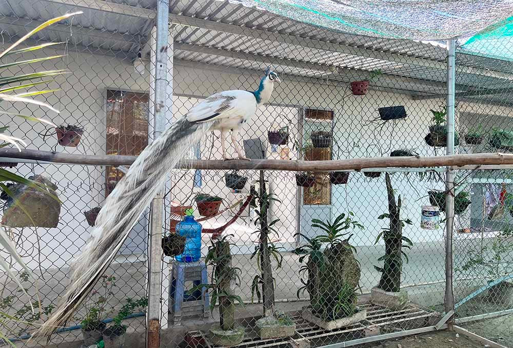 Nuoi loai chim quy long dai, anh nong dan dut tui tram trieu-Hinh-2