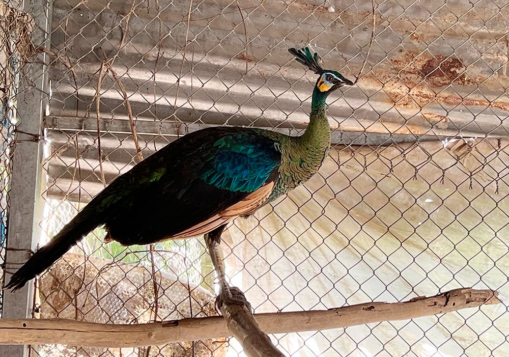 Nuoi loai chim quy long dai, anh nong dan dut tui tram trieu-Hinh-10