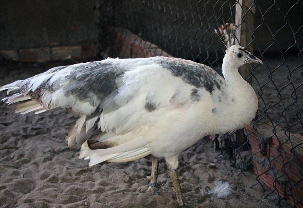 Nuoi loai chim quy long dai, anh nong dan dut tui tram trieu-Hinh-9