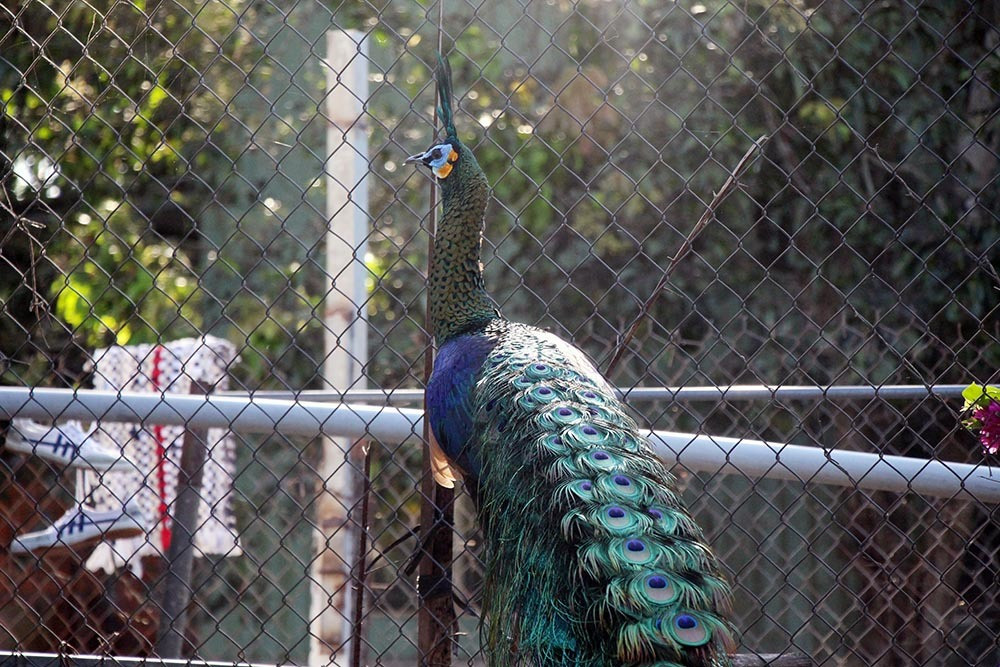 Nuoi loai chim quy long dai, anh nong dan dut tui tram trieu-Hinh-6