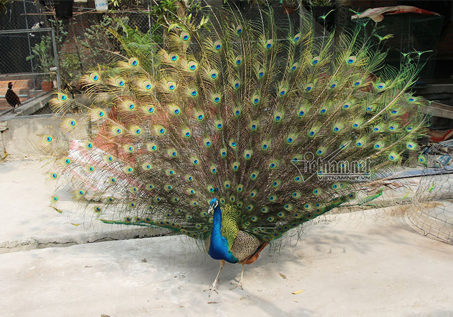 Nuoi loai chim quy long dai, anh nong dan dut tui tram trieu-Hinh-17