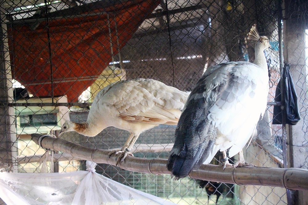 Nuoi loai chim quy long dai, anh nong dan dut tui tram trieu-Hinh-14