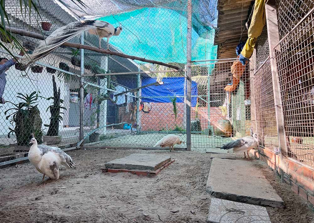 Nuoi loai chim quy long dai, anh nong dan dut tui tram trieu-Hinh-11