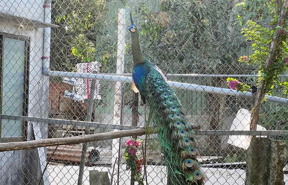 Nuoi loai chim quy long dai, anh nong dan dut tui tram trieu