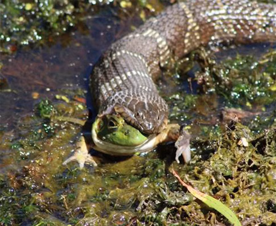 Rắn đói ngấu nghiến một con ếch xanh cỡ bự. Nguồn: Mercury Press