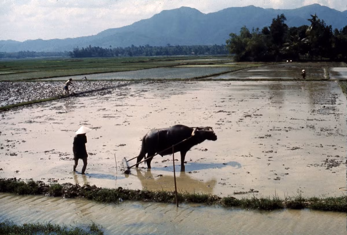 Cày đồng buổi sáng. Ảnh: James Speed Hensinger.