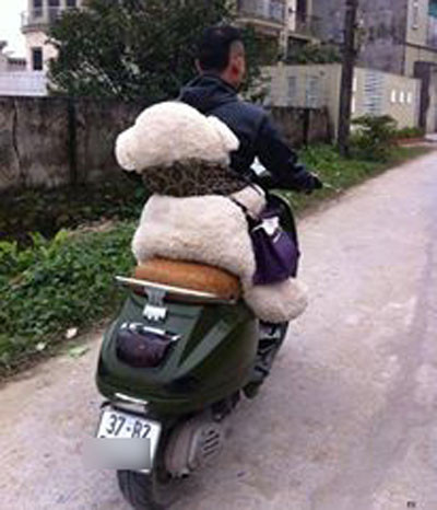 Chở "gấu sành điệu" đi chơi.