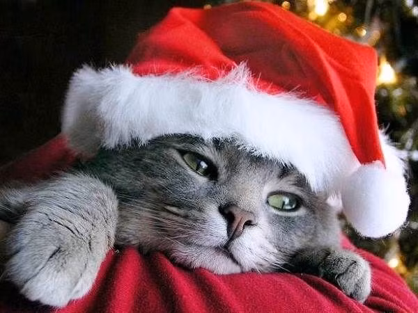 Diện đồ đẹp rồi, đang nằm chờ quà của cô chủ đây.