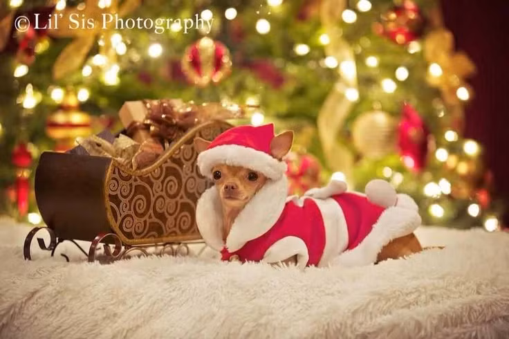 Phải pose hình bên xe quà rồi khoe trên Facebook mới được!